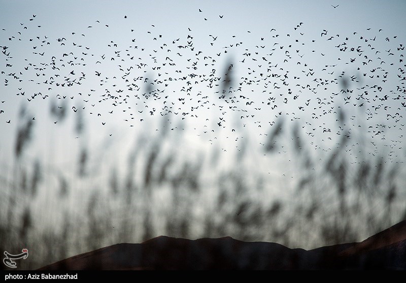 پرواز کبوترها در روزهای پاییزی