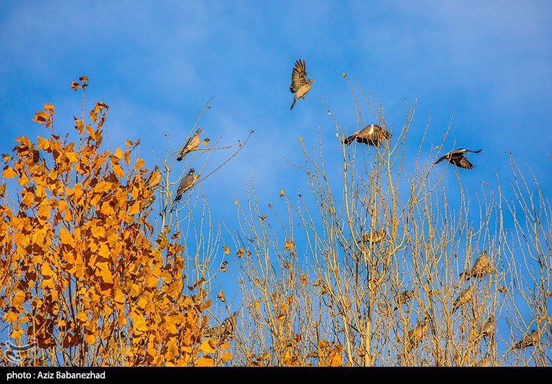 پرواز کبوترها در روزهای پاییزی