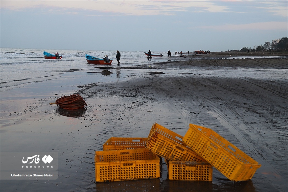 تور صیادان به درخت می خورد!