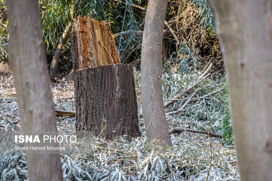 قطع درختان پارک ملی دز و عباس آباد