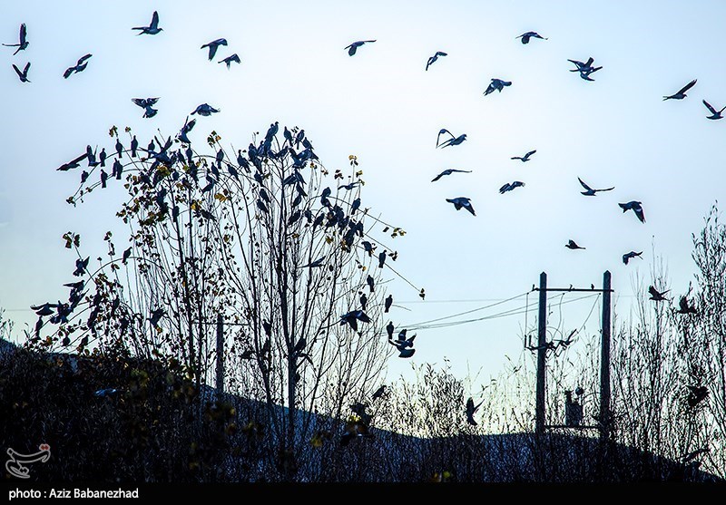 پرواز کبوترها در روزهای پاییزی