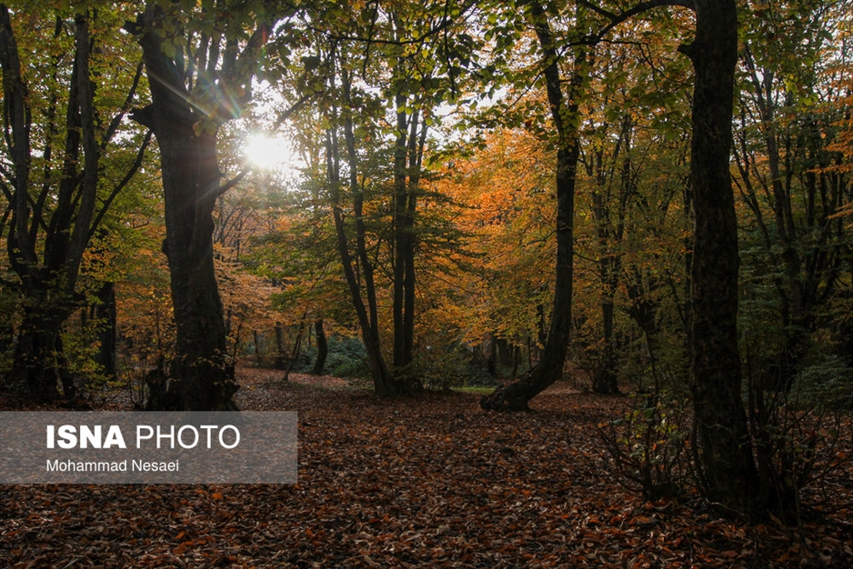 پاییز هزار رنگ در جنگل «النگدره»
