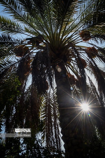 خرمای خاوران