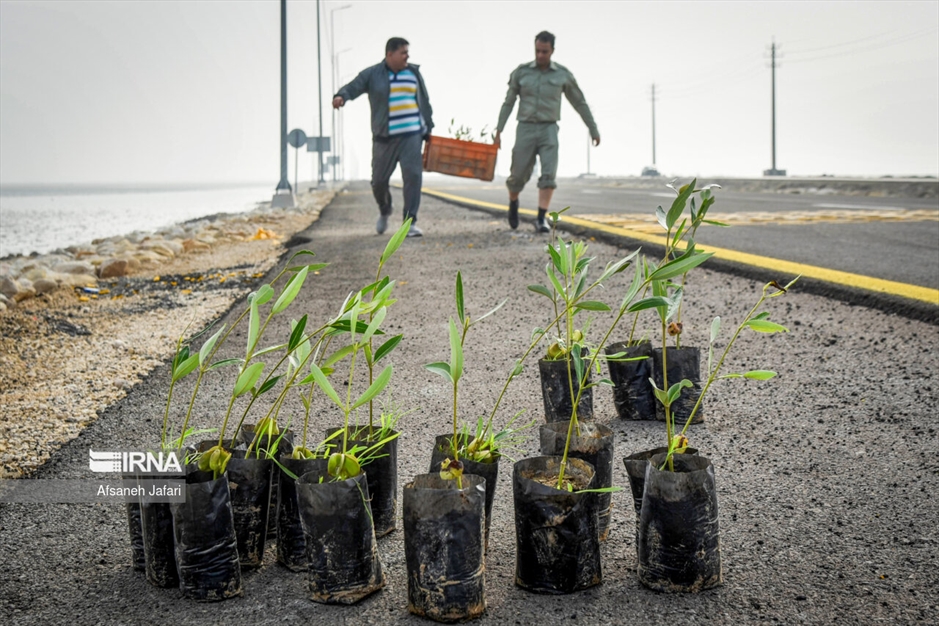 پویش مردمی کاشت یک میلیارد درخت