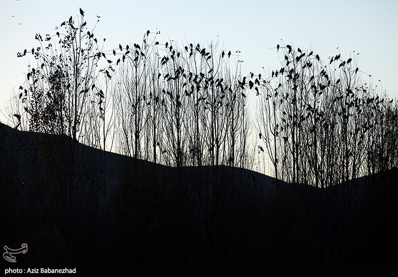 پرواز کبوترها در روزهای پاییزی