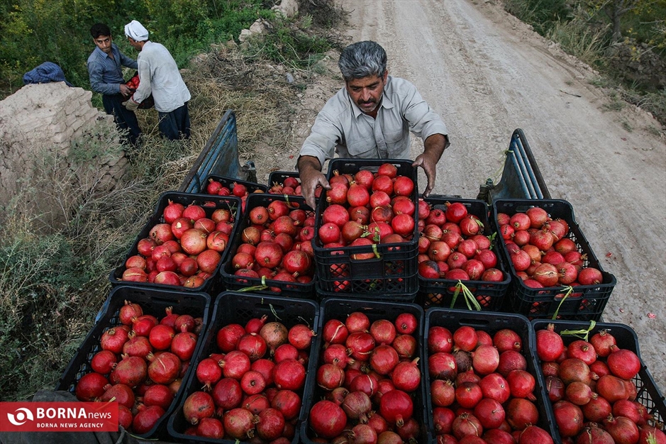 برداشت انار