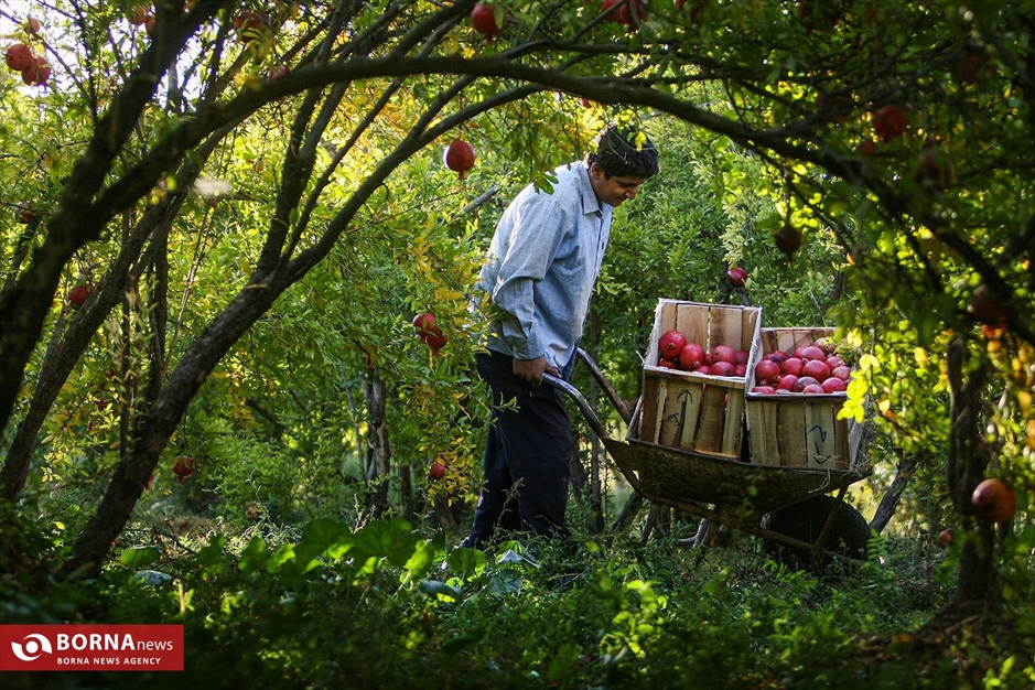 برداشت انار