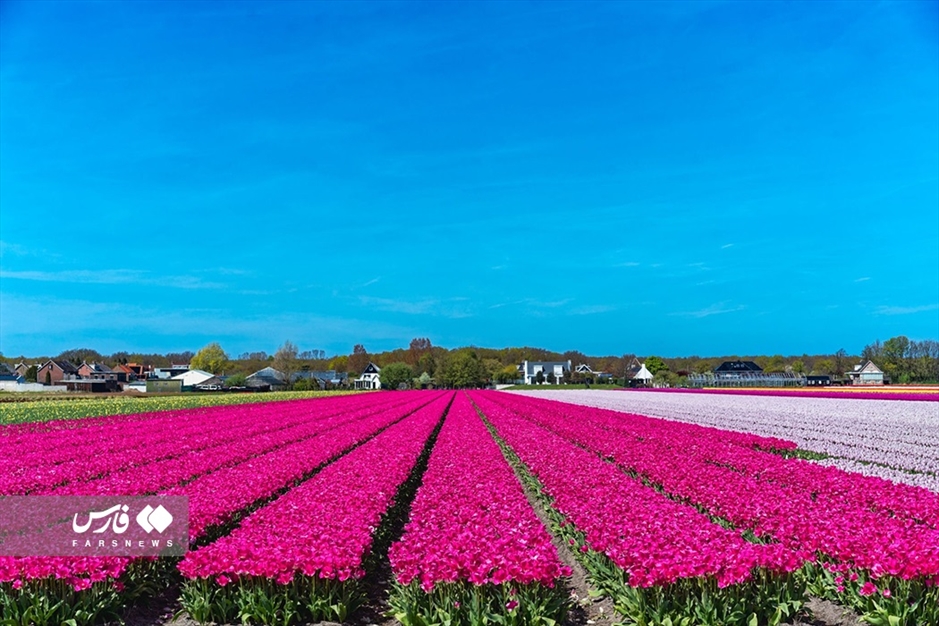هلند «کشور لاله‌ها»