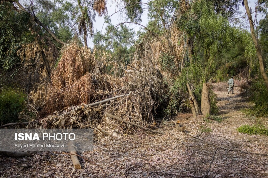 قطع درختان پارک ملی دز و عباس آباد
