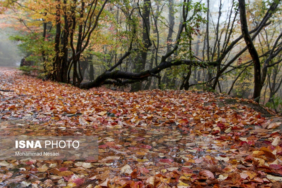 پاییز هزار رنگ در جنگل «النگدره»