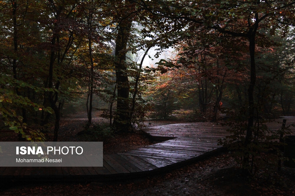 پاییز هزار رنگ در جنگل «النگدره»