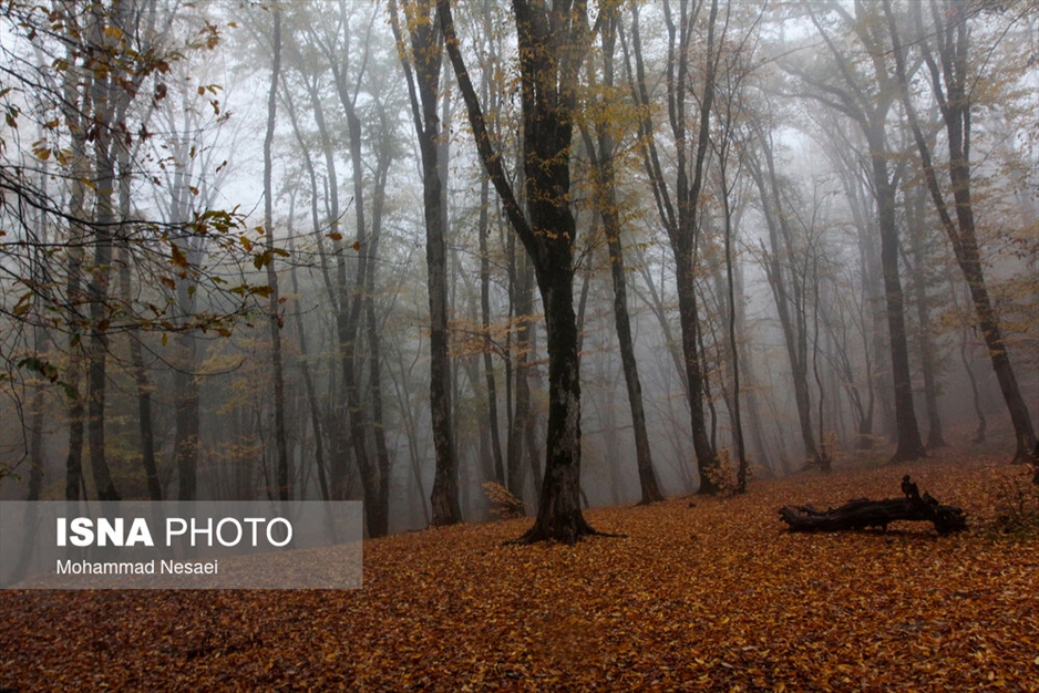پاییز هزار رنگ در جنگل «النگدره»