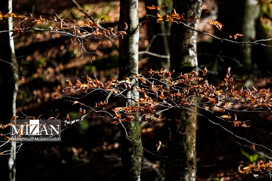 پاییز در جاده عباس‌آباد