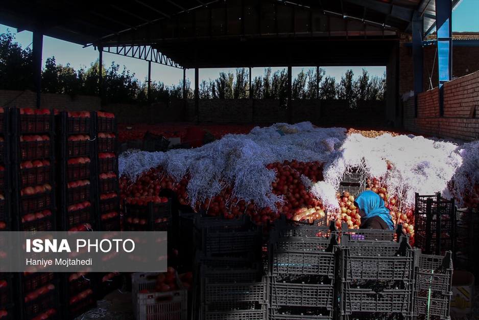 رب‌گیری انار - ساوه