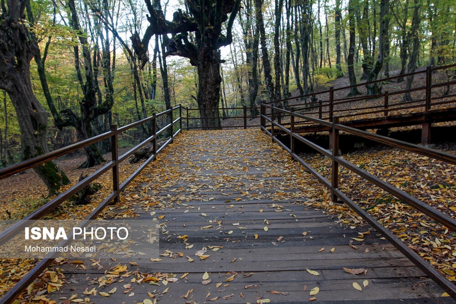 پاییز هزار رنگ در جنگل «النگدره»