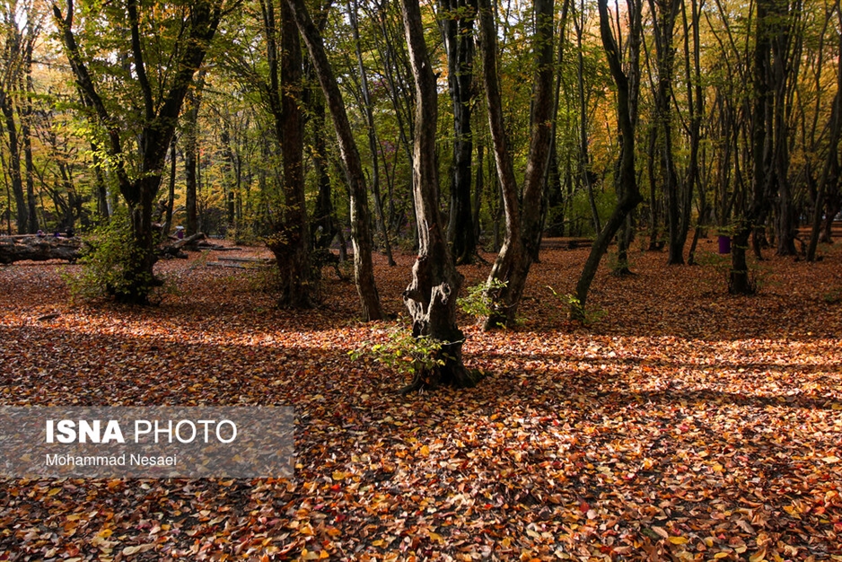 پاییز هزار رنگ در جنگل «النگدره»