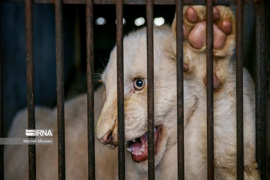 انتقال شیرهای سفید به باغ وحش