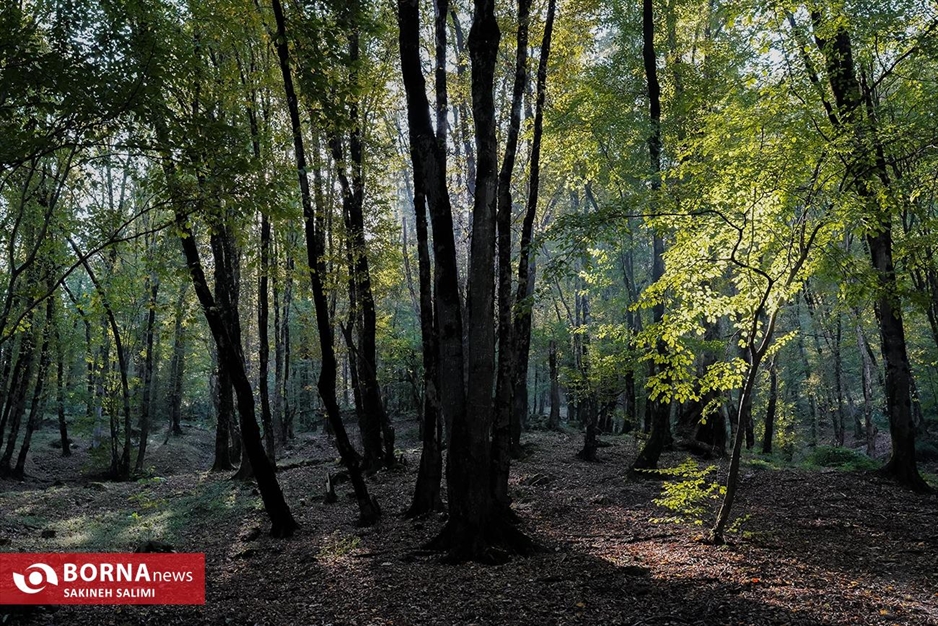 پارک جنگلی ناهارخوران