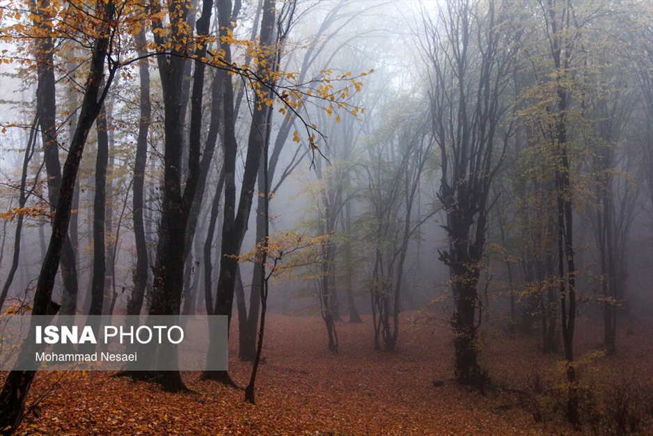 پاییز هزار رنگ در جنگل «النگدره»