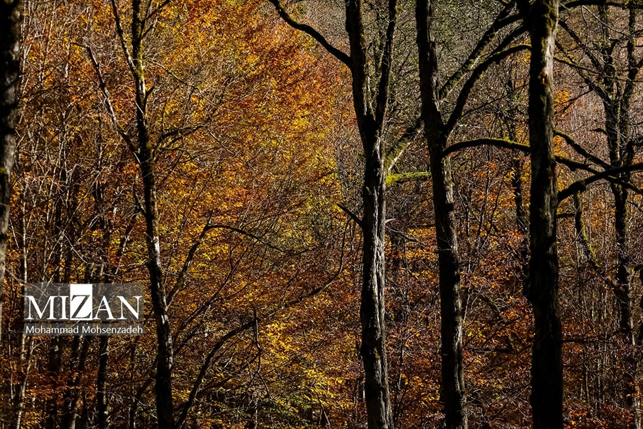 پاییز در جاده عباس‌آباد