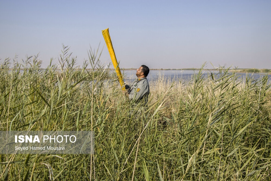 نگهبانان تالاب