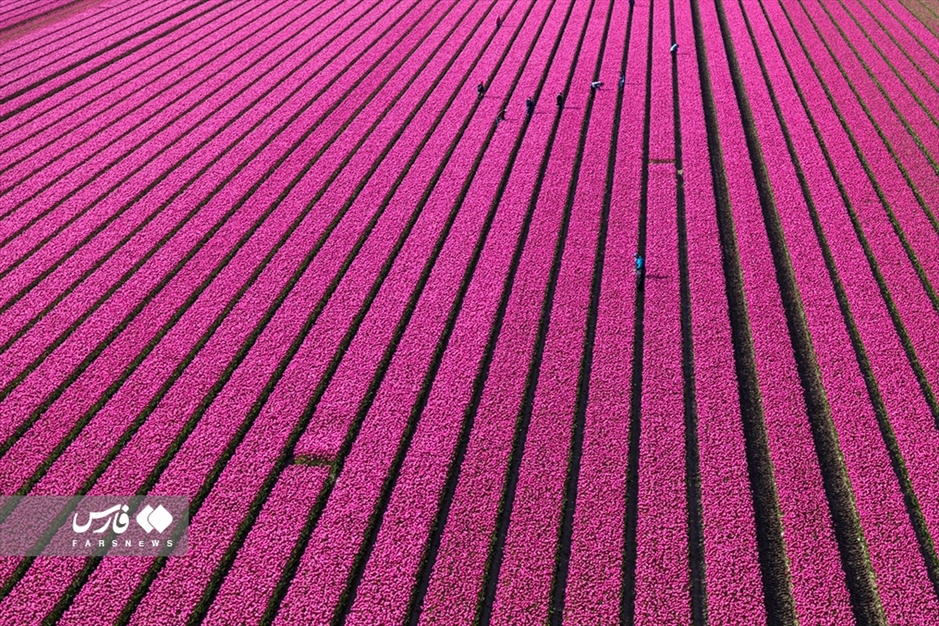 هلند «کشور لاله‌ها»