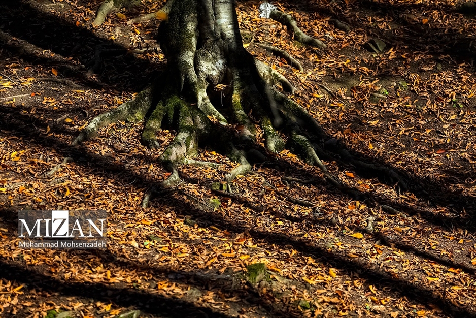 پاییز در جاده عباس‌آباد