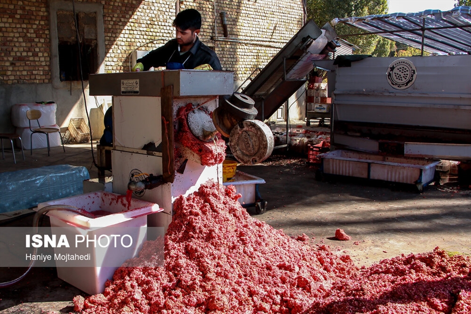 رب‌گیری انار - ساوه