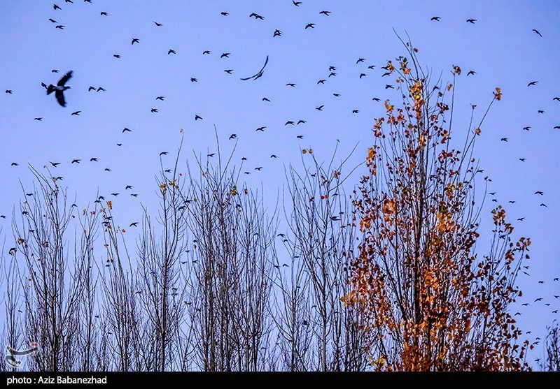 پرواز کبوترها در روزهای پاییزی