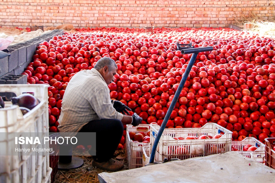 رب‌گیری انار - ساوه
