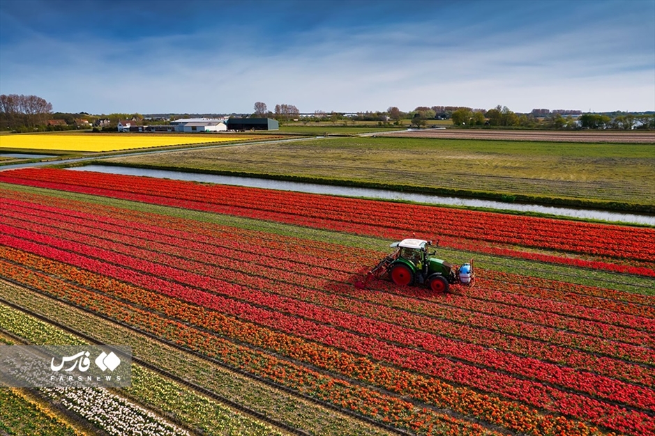 هلند «کشور لاله‌ها»