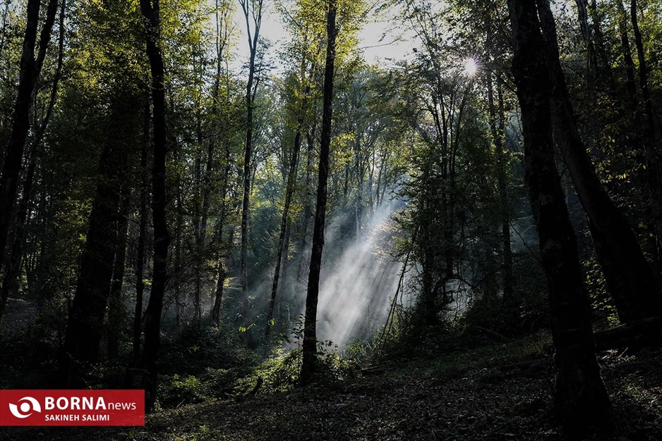 پارک جنگلی ناهارخوران