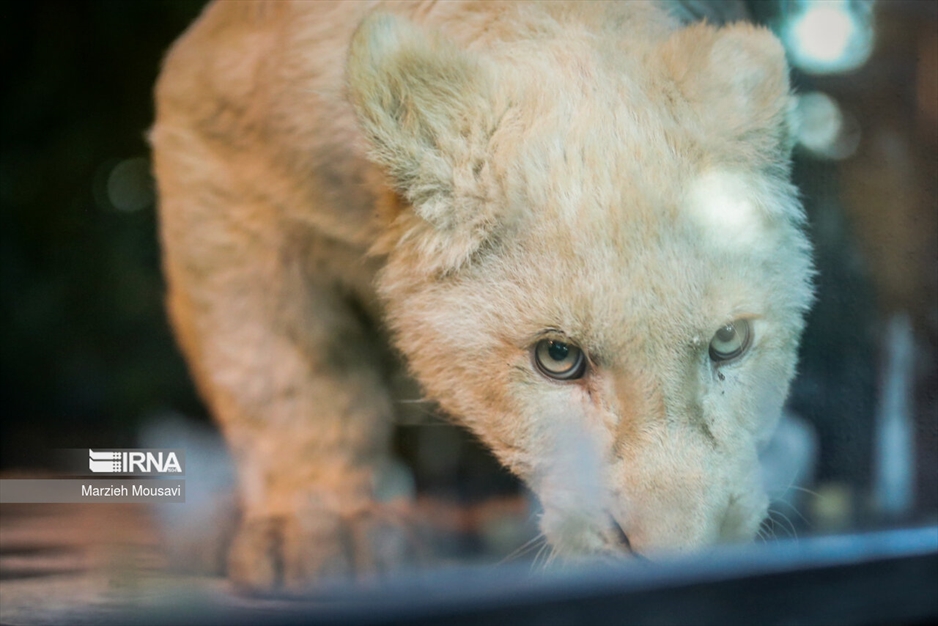 انتقال شیرهای سفید به باغ وحش