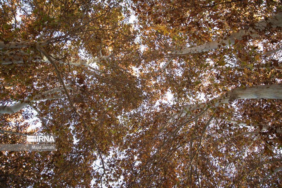 پاییز باغ پهلوان پور