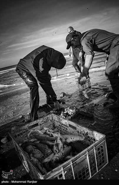 پره گیری صیادان انزلی