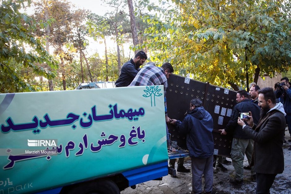 انتقال شیرهای سفید به باغ وحش