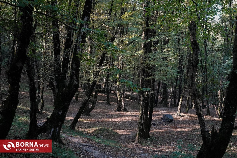 پارک جنگلی ناهارخوران