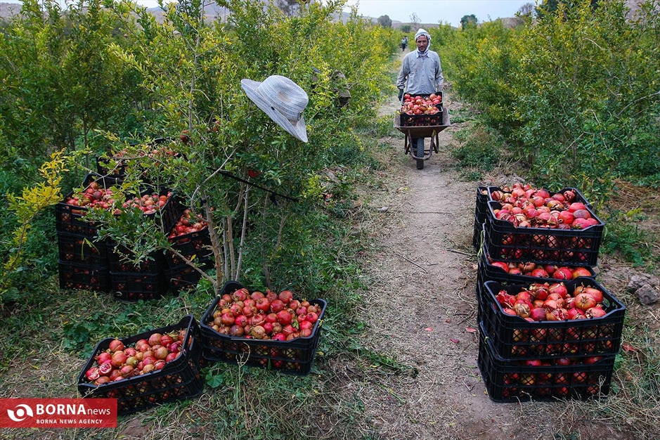 برداشت انار