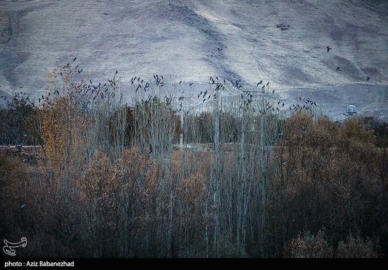 پرواز کبوترها در روزهای پاییزی