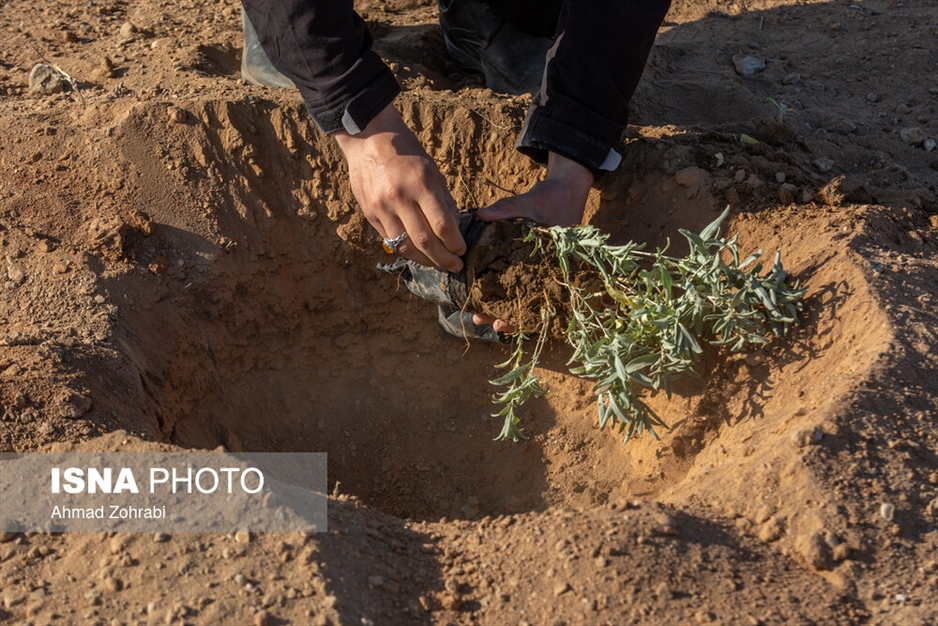 آغاز پویش کاشت یک میلیارد درخت - قم