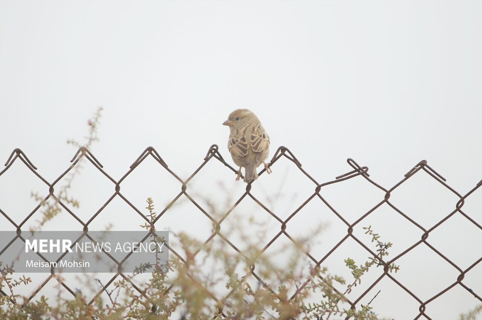 مه صبحگاهی در آبادان و خرمشهر