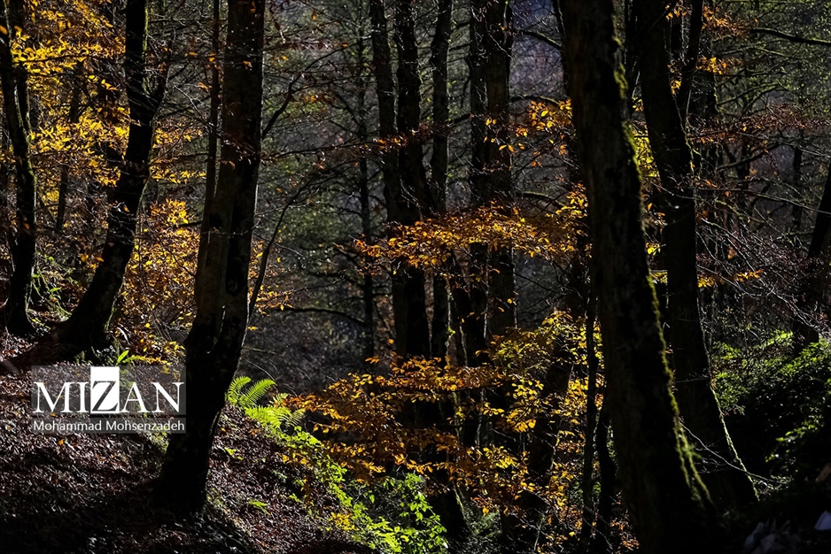 پاییز در جاده عباس‌آباد