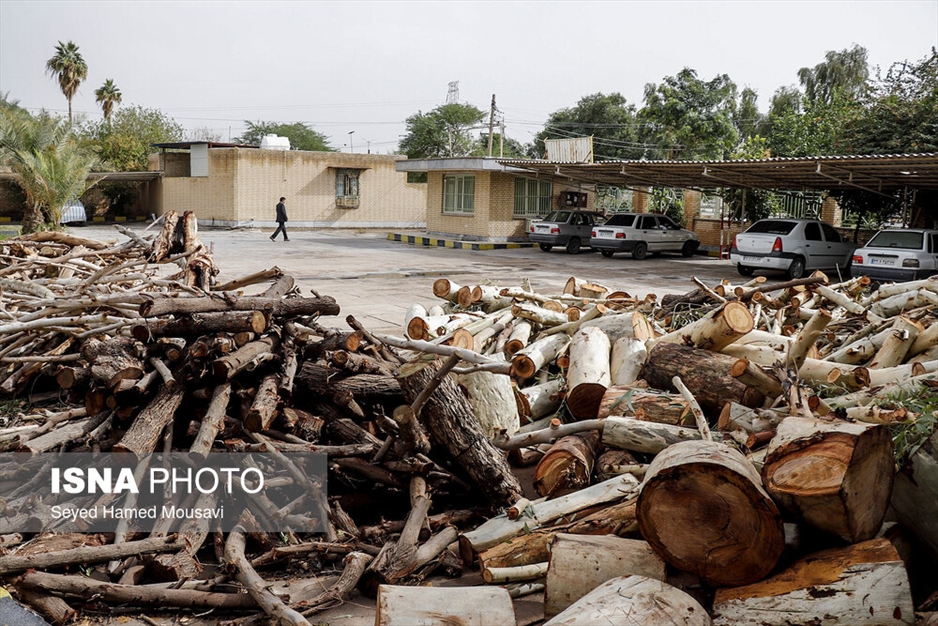 قطع درختان پارک ملی دز و عباس آباد