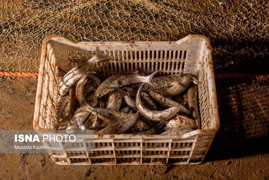 صید شبانه ماهی