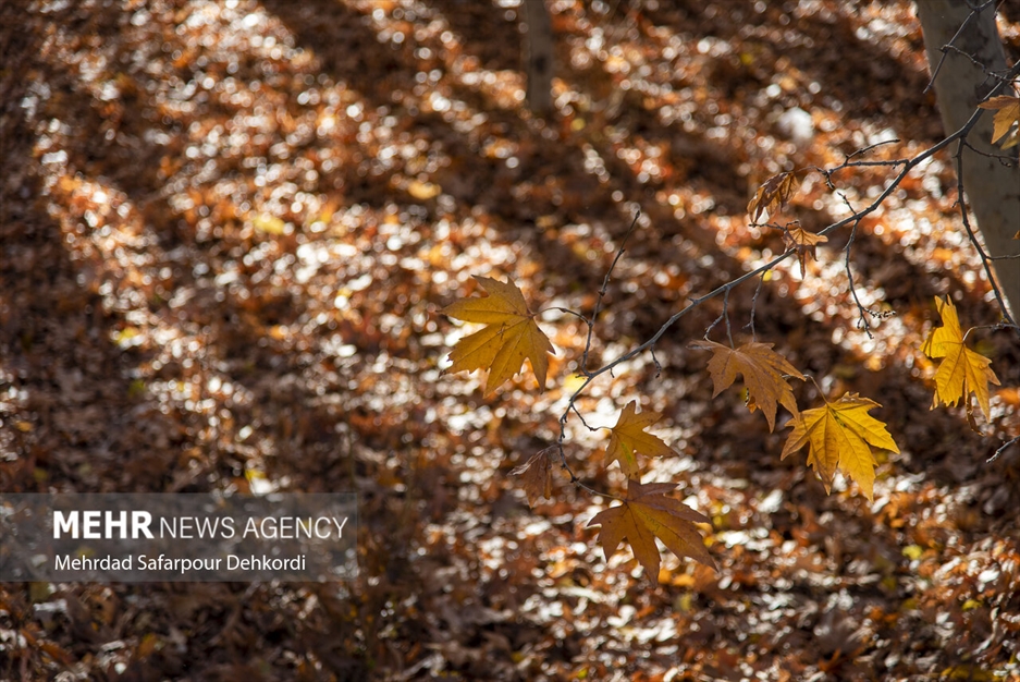 طبیعت پاییزی زاینده رود