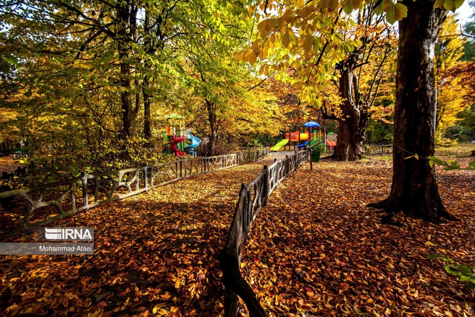 پاییز در جنگل های هیرکانی