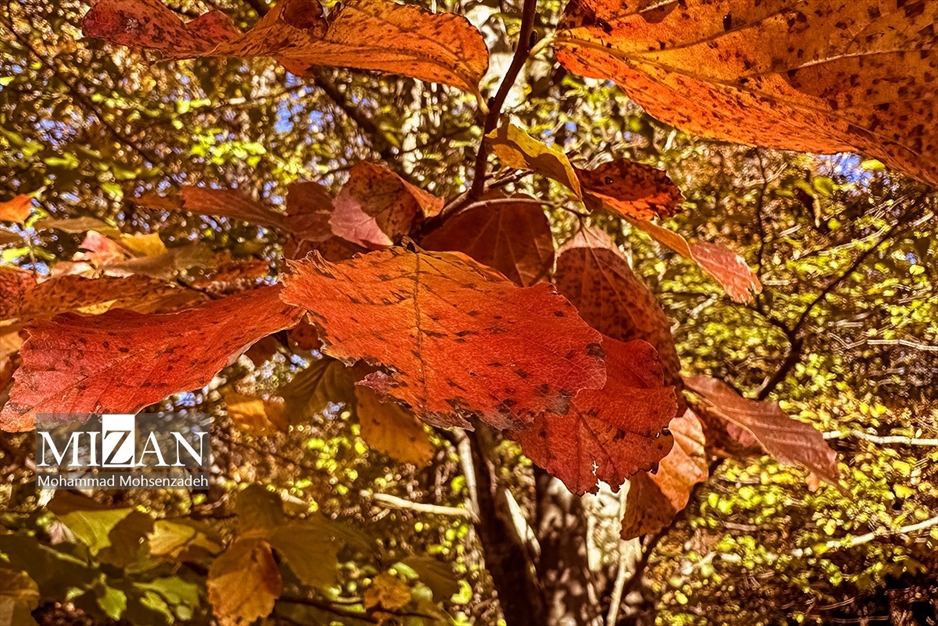پاییز در جاده عباس‌آباد