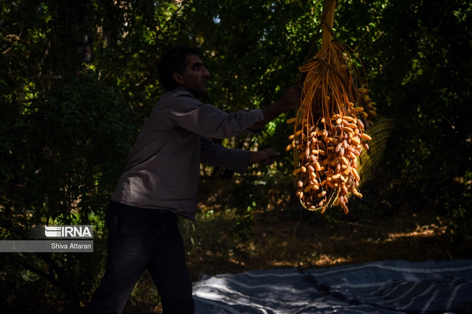 خرمای خاوران