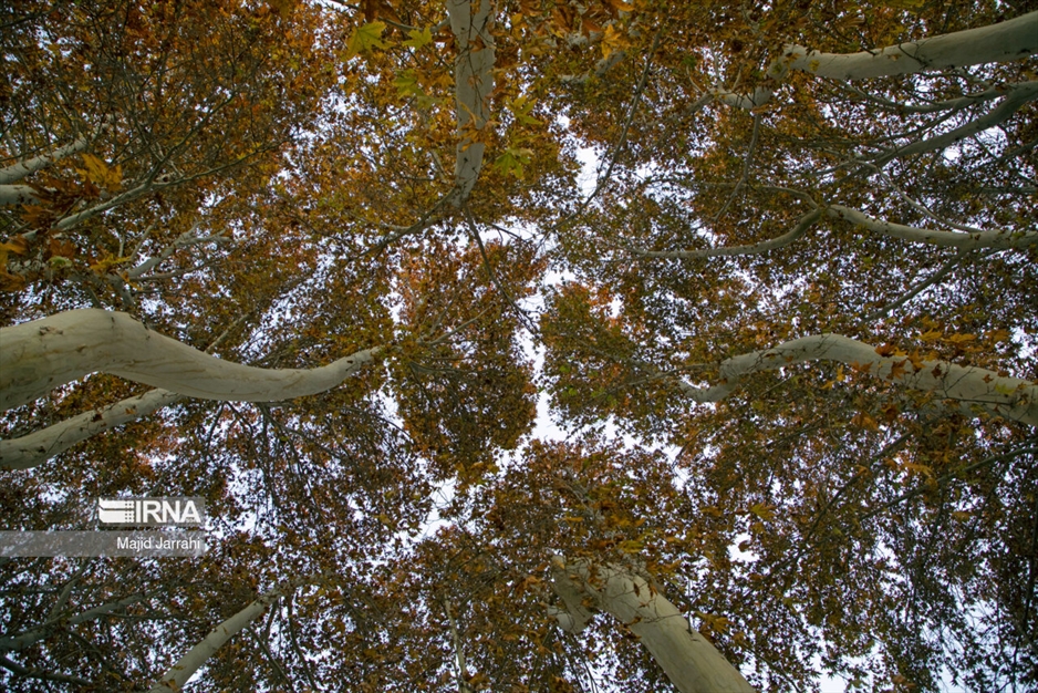 پاییز باغ پهلوان پور