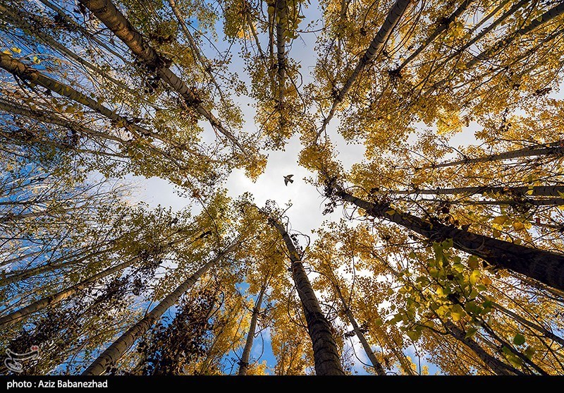 پرواز کبوترها در روزهای پاییزی